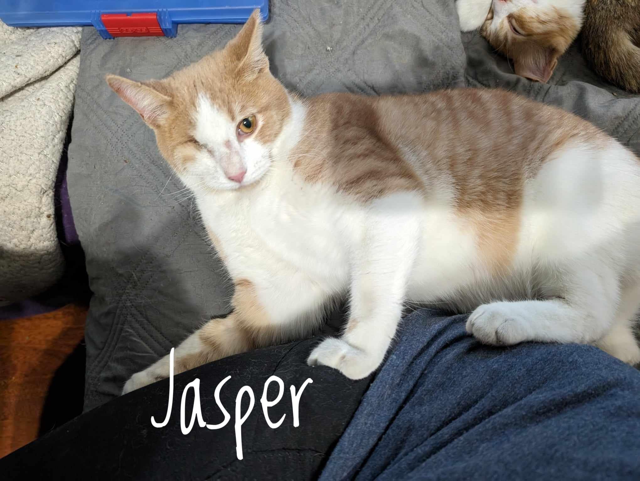 Enlarge Jasper, a Adopted mixed breed in Cleburne, TX image 2/3
