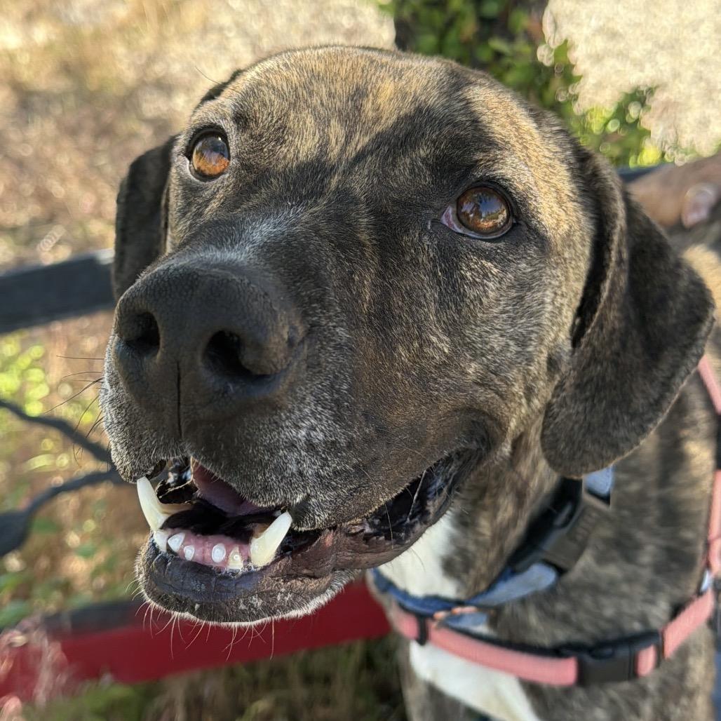 Enlarge Shai, a Adoptable mixed breed in Pagosa Springs, CO image 2/6