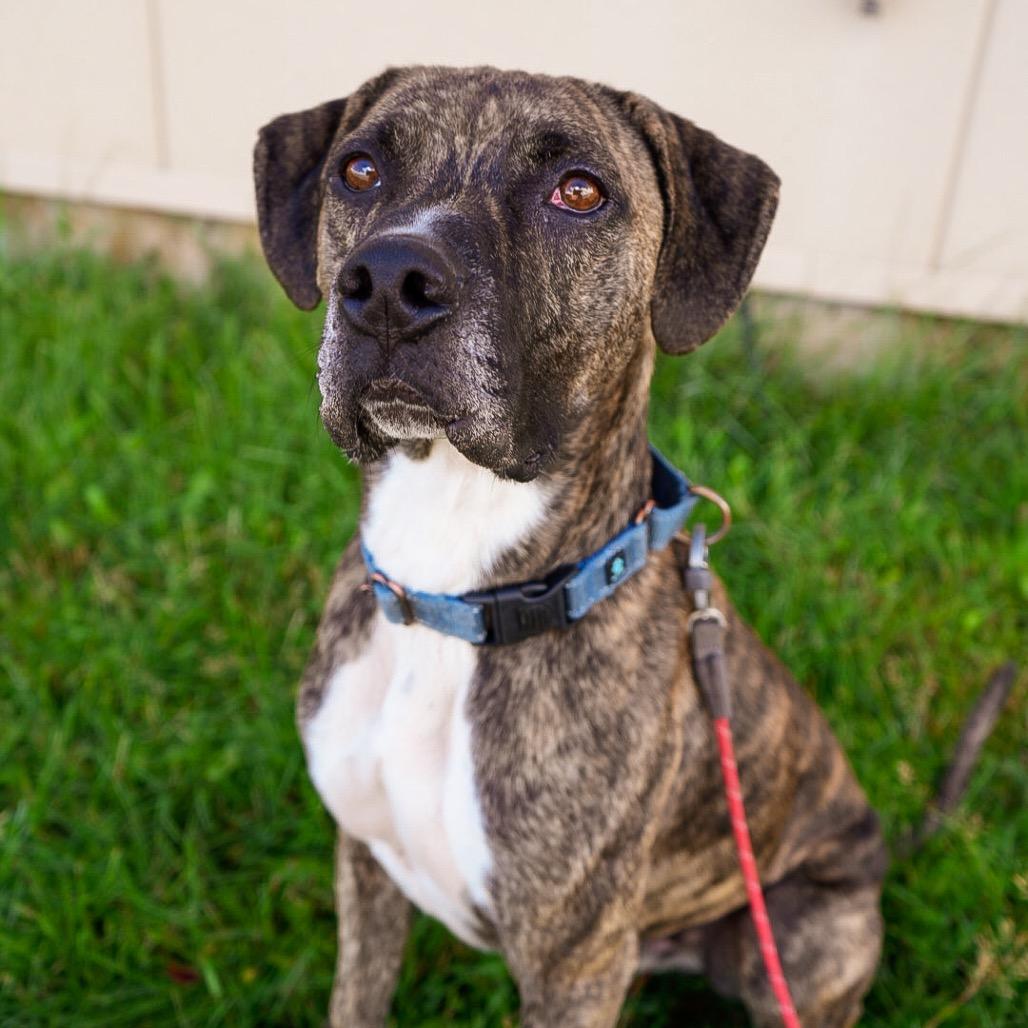 Enlarge Shai, a Adoptable mixed breed in Pagosa Springs, CO image 2/6