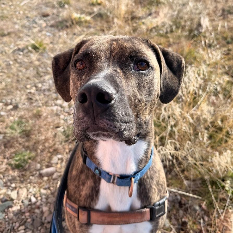 Enlarge Shai, a Adoptable mixed breed in Pagosa Springs, CO image 4/6