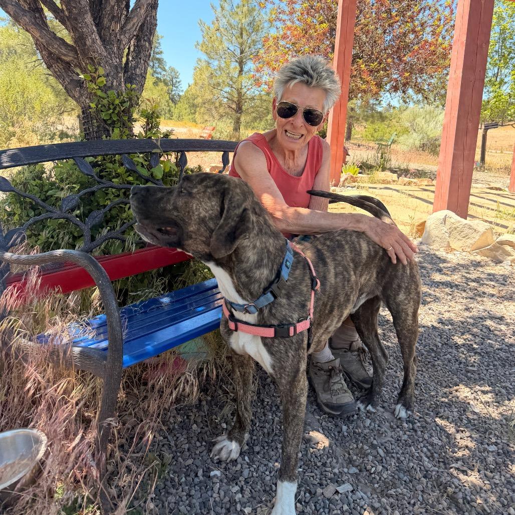 Enlarge Shai, a Adoptable mixed breed in Pagosa Springs, CO image 5/6