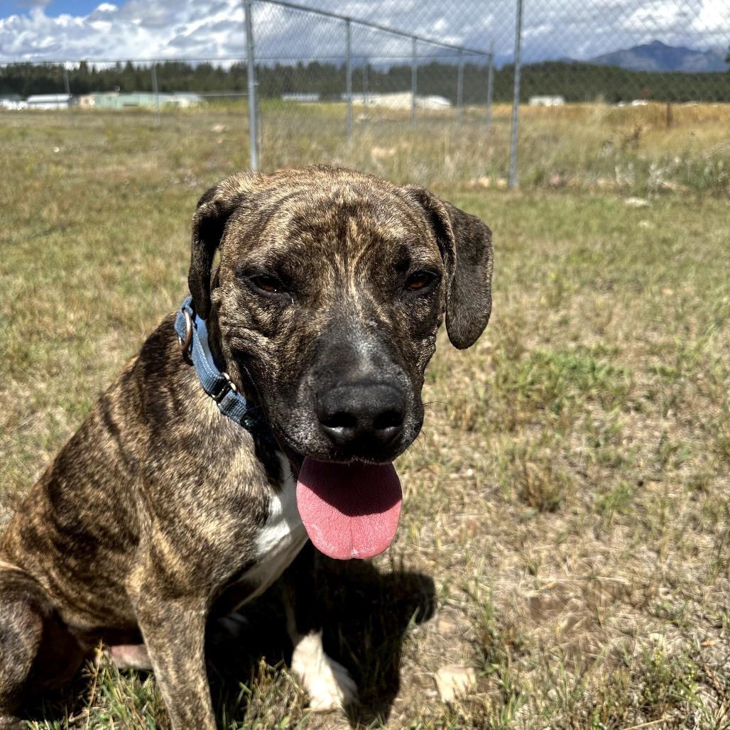 Shai, a Adoptable mixed breed in Pagosa Springs, CO image 3/4