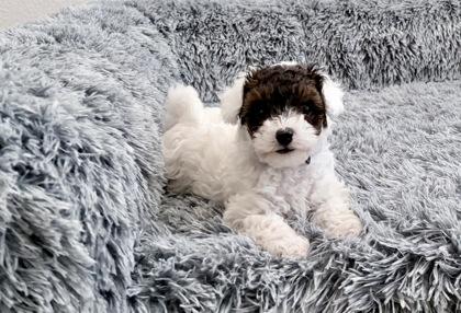 Violet, adopted, Puppy Female Yorkshire Terrier & Mixed Breed.