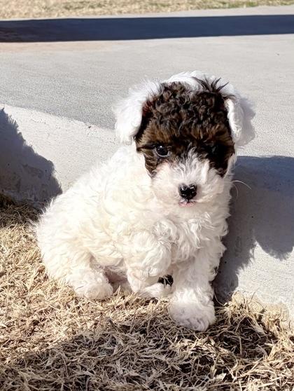 Enlarge Violet, an adopted mixed breed in Fort Worth, TX image 2/3