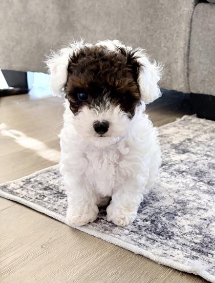 Enlarge Violet, an adopted mixed breed in Fort Worth, TX image 3/3