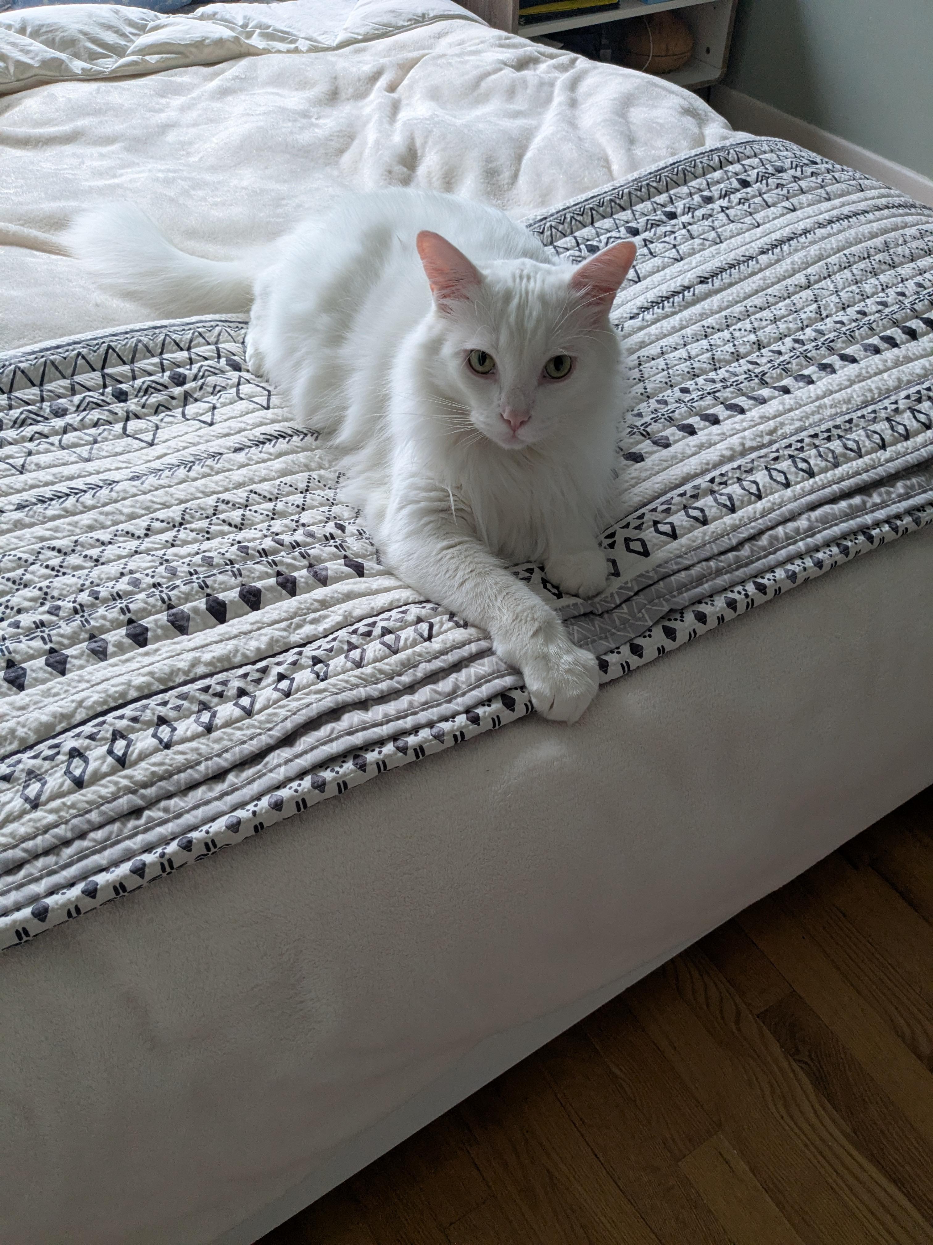 Enlarge Simba, a ADOPTABLE Domestic Long Hair in Verdun, QC image 1/1