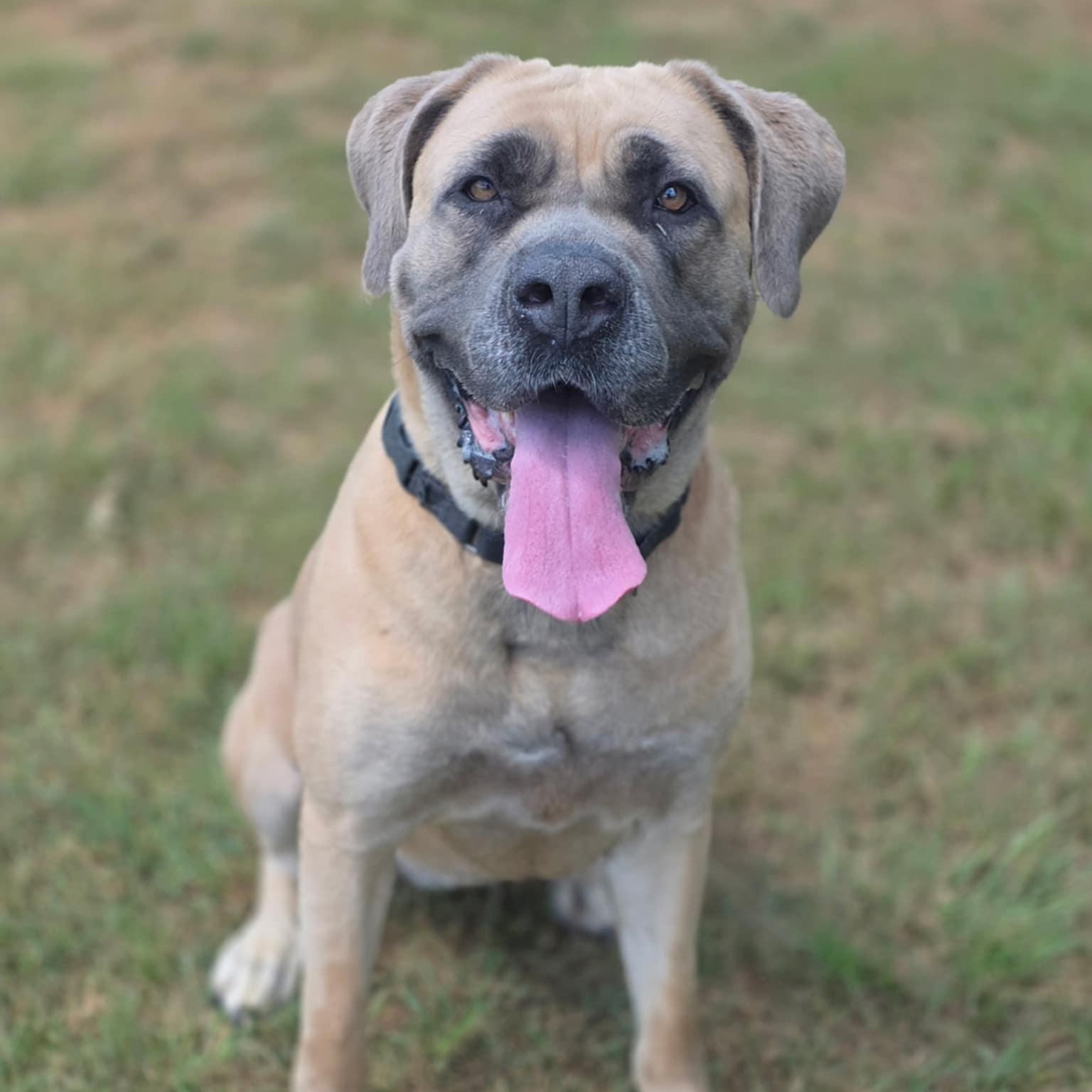 Egypt, an adoptable Boerboel in Medford, NJ, 08055 | Photo Image 2