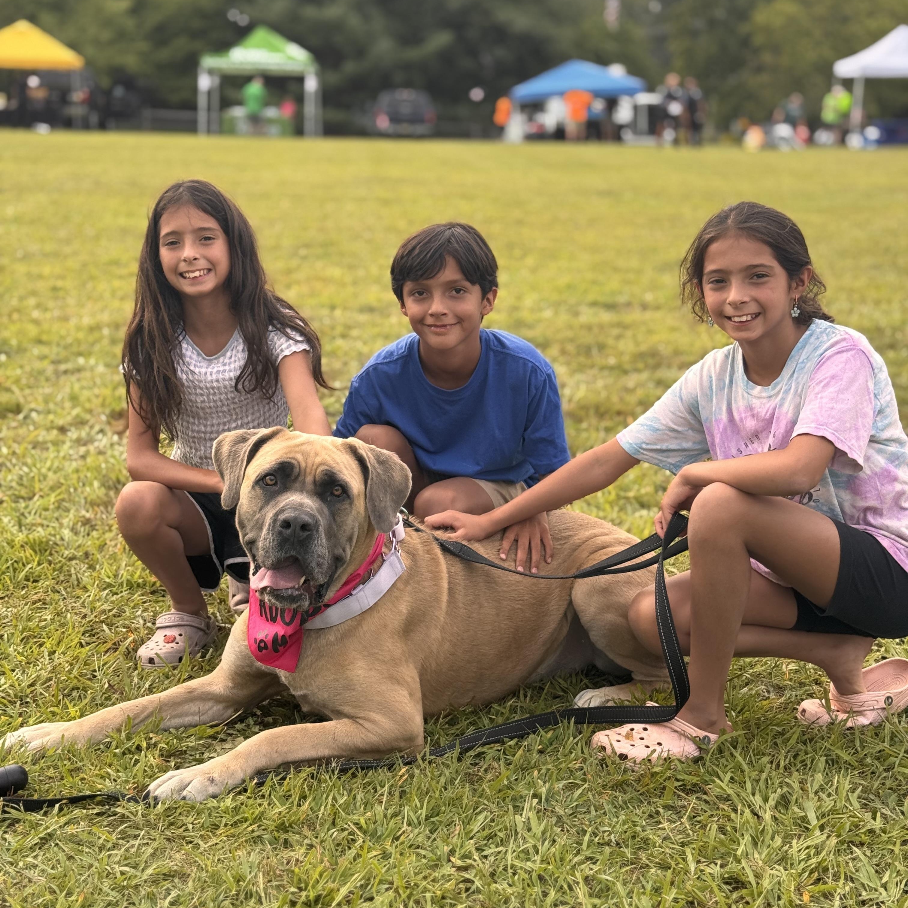 Egypt, an adoptable Boerboel in Medford, NJ, 08055 | Photo Image 1