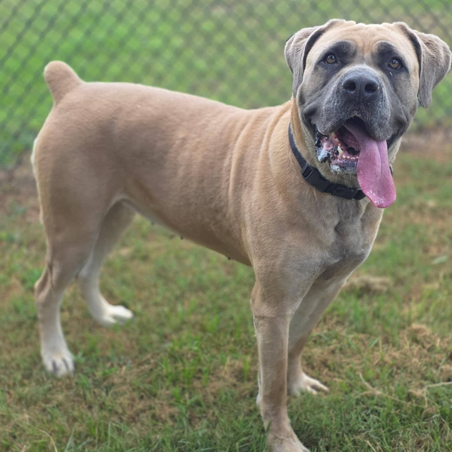 Egypt, an adoptable Boerboel in Medford, NJ, 08055 | Photo Image 3
