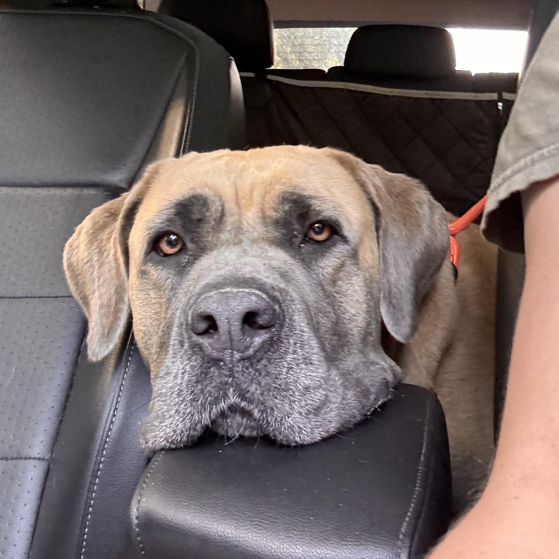 Egypt, an adoptable Boerboel in Medford, NJ, 08055 | Photo Image 4
