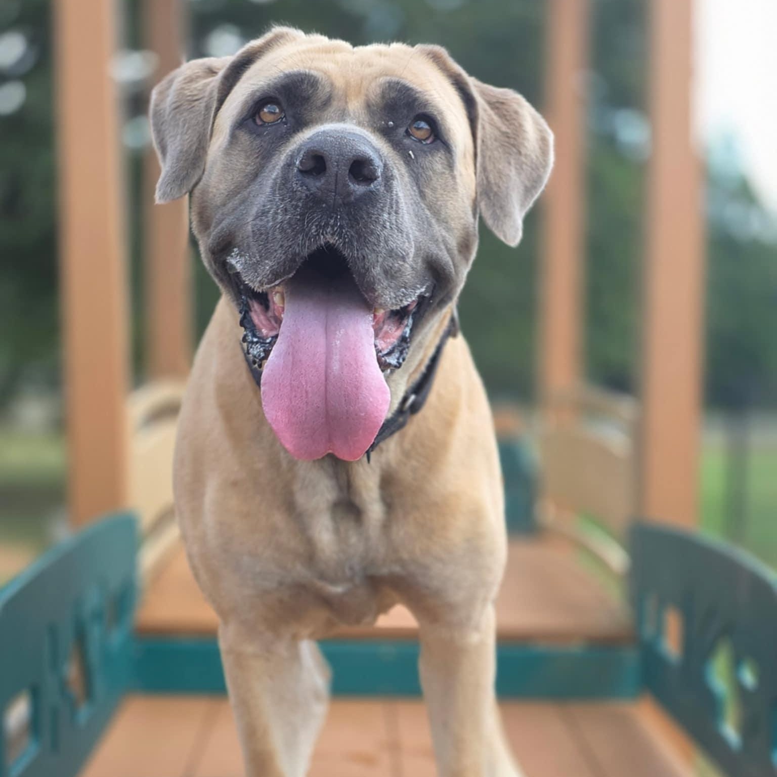 Egypt, an adoptable Boerboel in Medford, NJ, 08055 | Photo Image 5