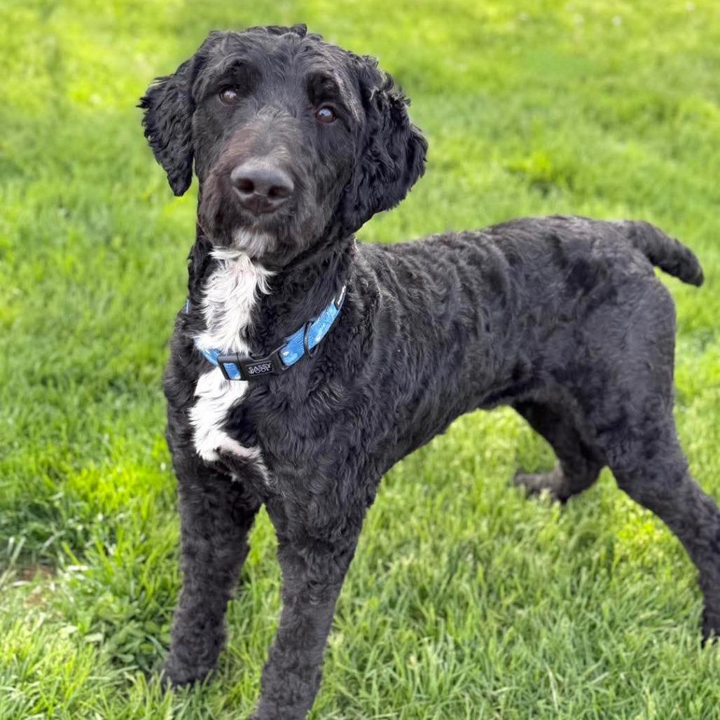 MyDood, Adoptable, Adult Male Standard Poodle & Mixed Breed.