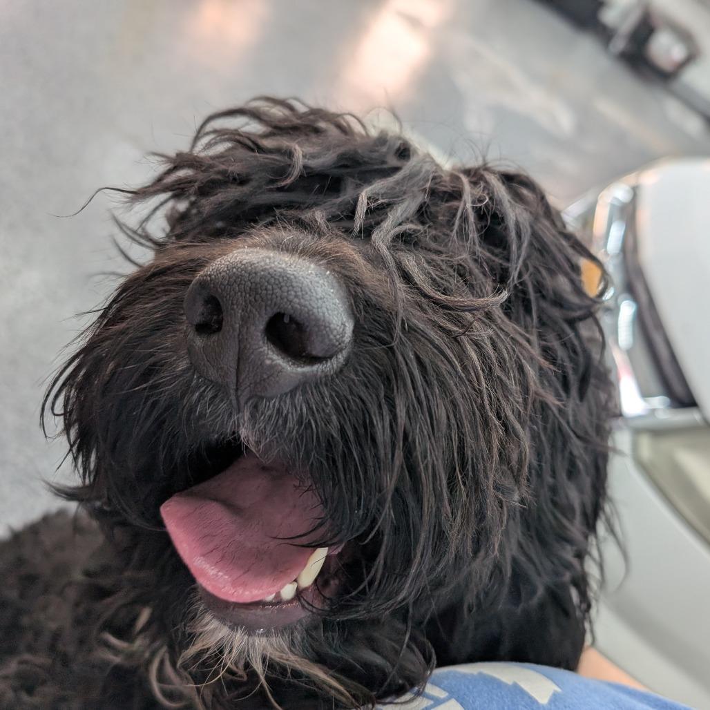 Enlarge MyDood, a Adoptable mixed breed in DeKalb, IL image 2/6