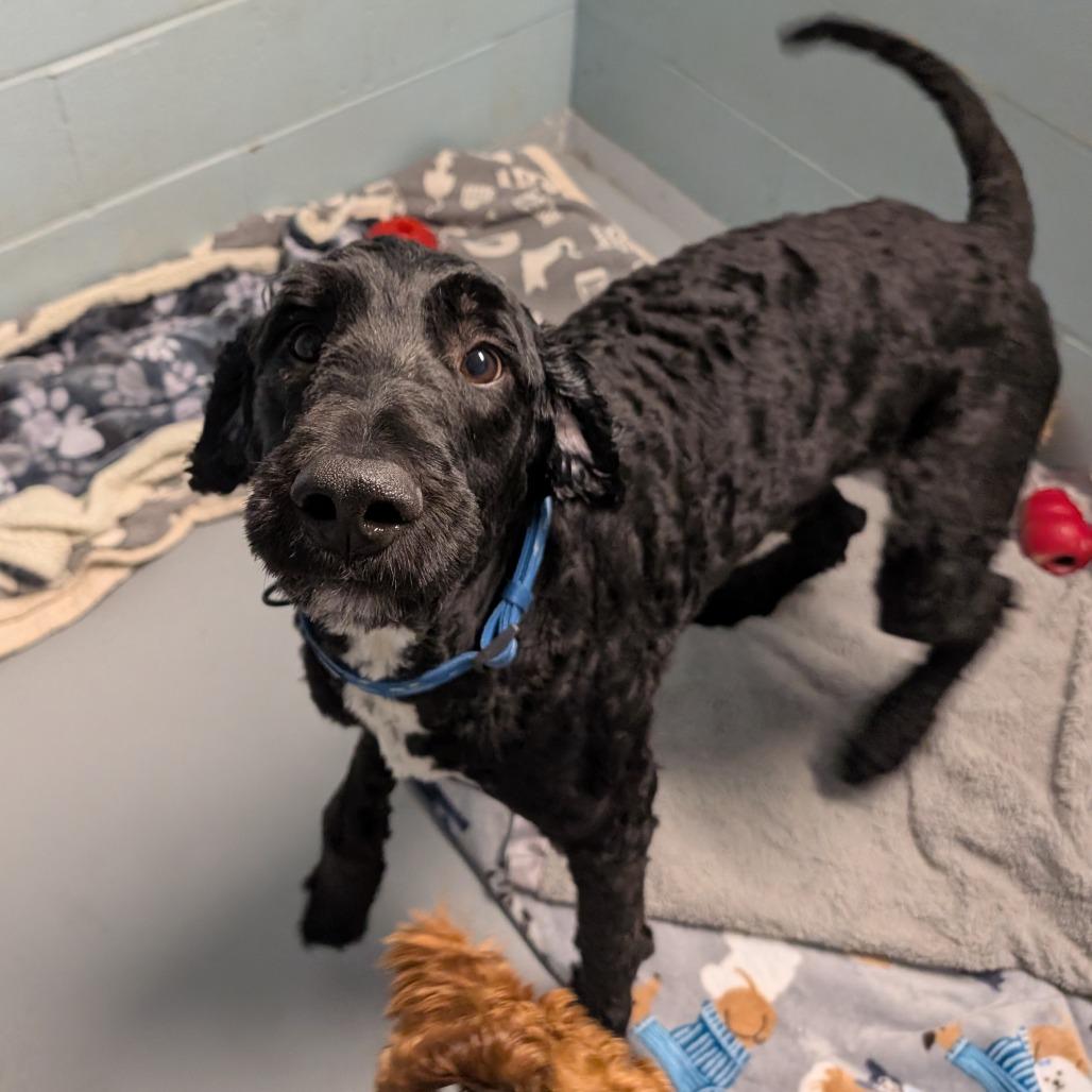 Enlarge MyDood, a Adoptable mixed breed in DeKalb, IL image 3/6