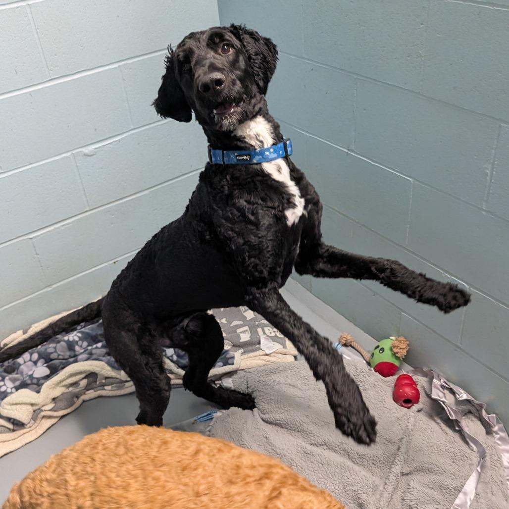 Enlarge MyDood, a Adoptable mixed breed in DeKalb, IL image 4/6