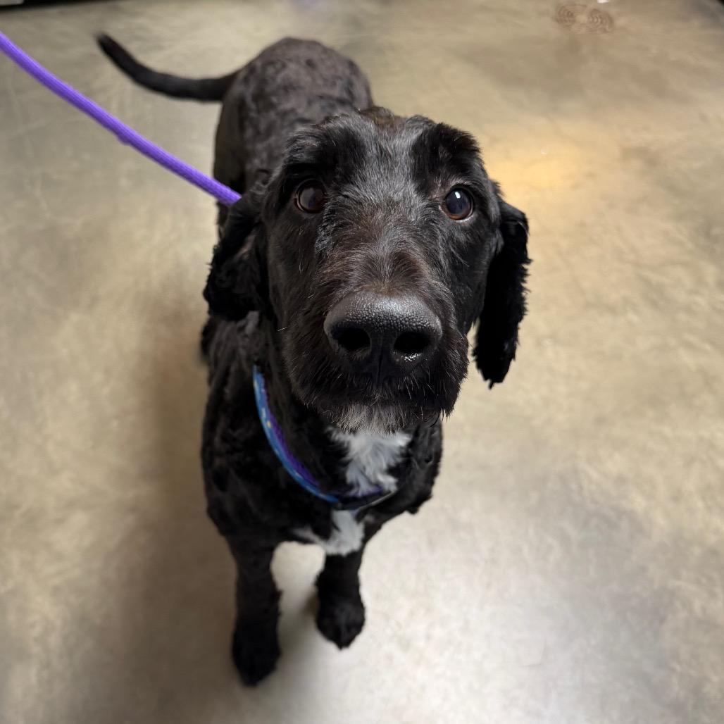 Enlarge MyDood, a Adoptable mixed breed in DeKalb, IL image 5/6