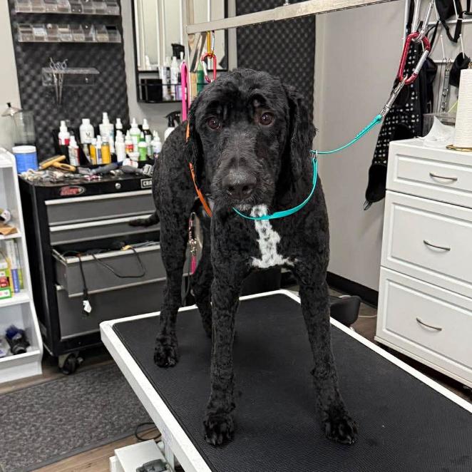 Enlarge MyDood, a Adoptable mixed breed in DeKalb, IL image 6/6