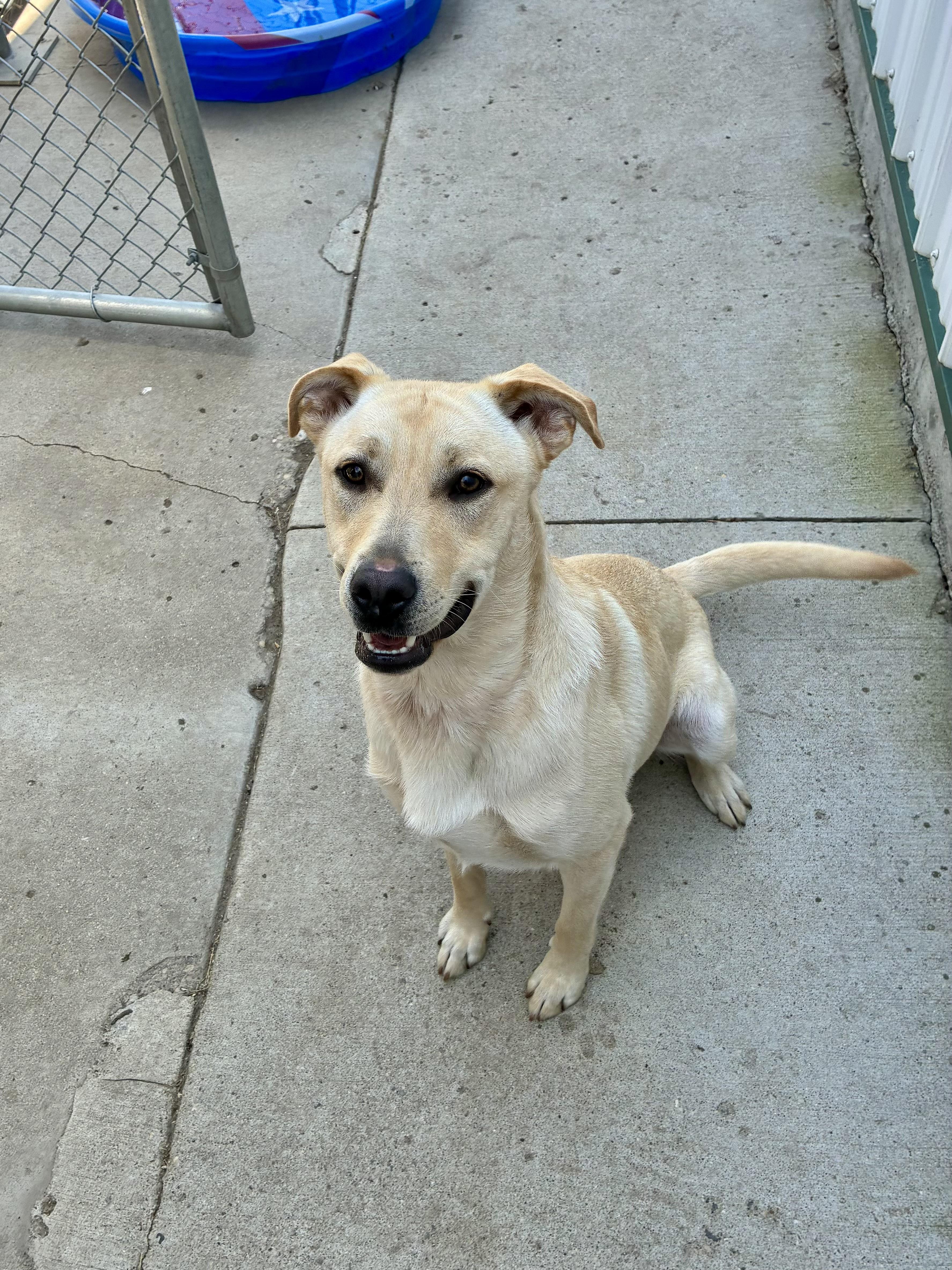 Enlarge Brisket, a Adoptable mixed breed in Jamestown, ND image 2/2
