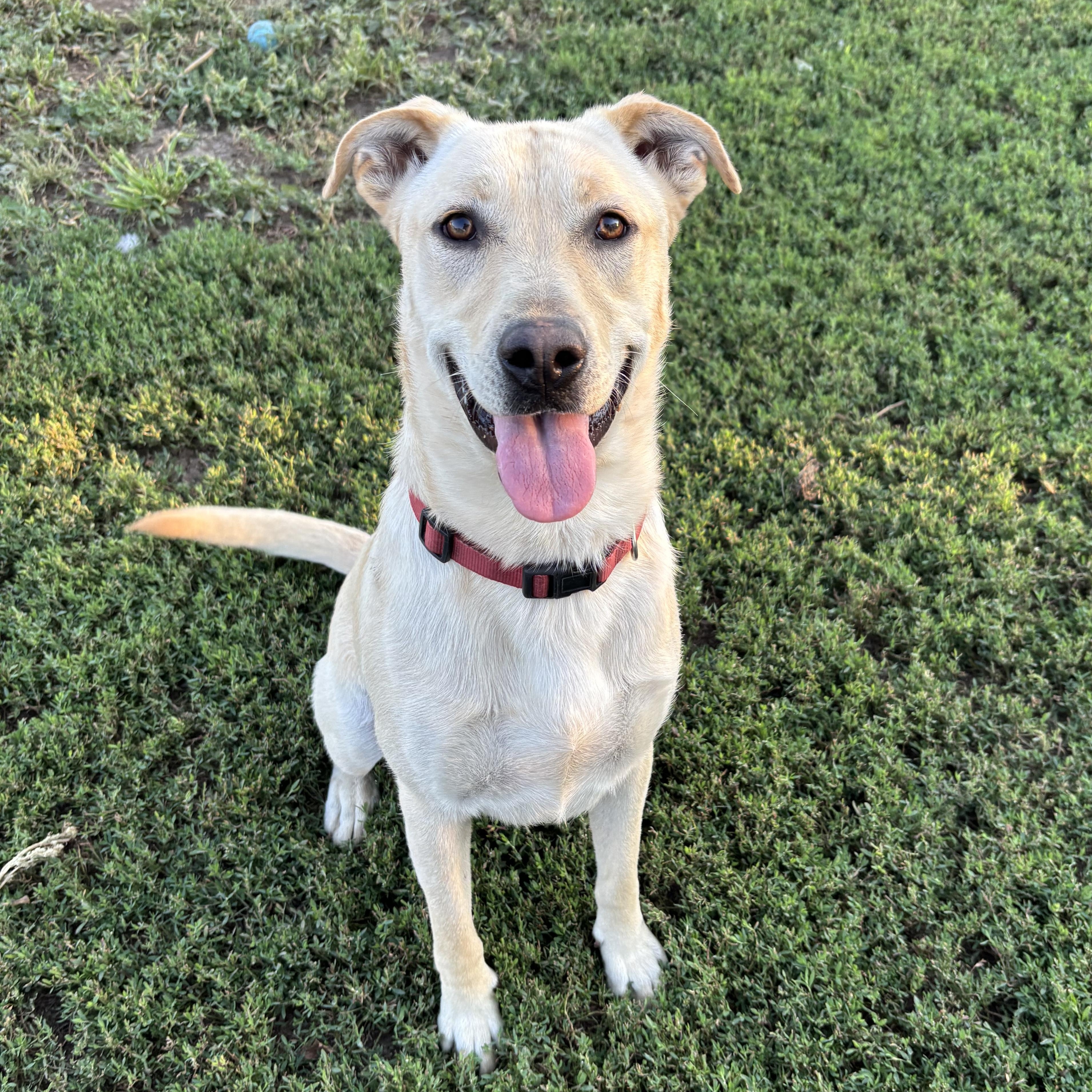 Enlarge Brisket, a Adoptable mixed breed in Jamestown, ND image 1/2