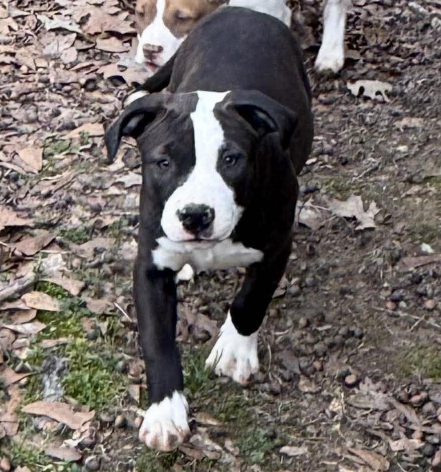 Enlarge Geneva, a ADOPTABLE Mixed Breed in Northwood, NH image 2/4