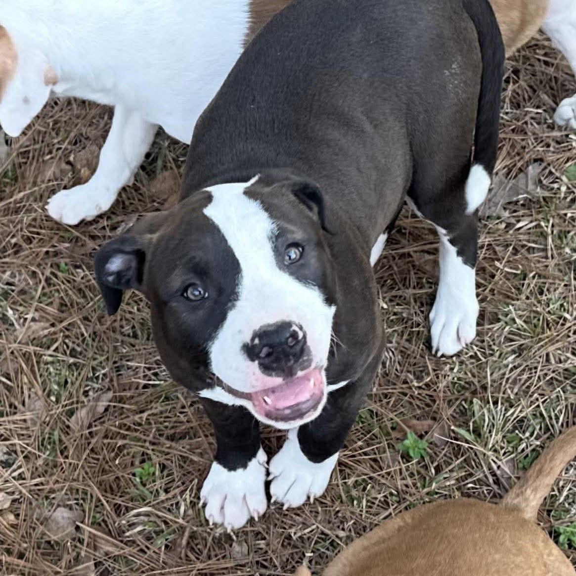 Geneva, ADOPTABLE, Puppy Female Mixed Breed.