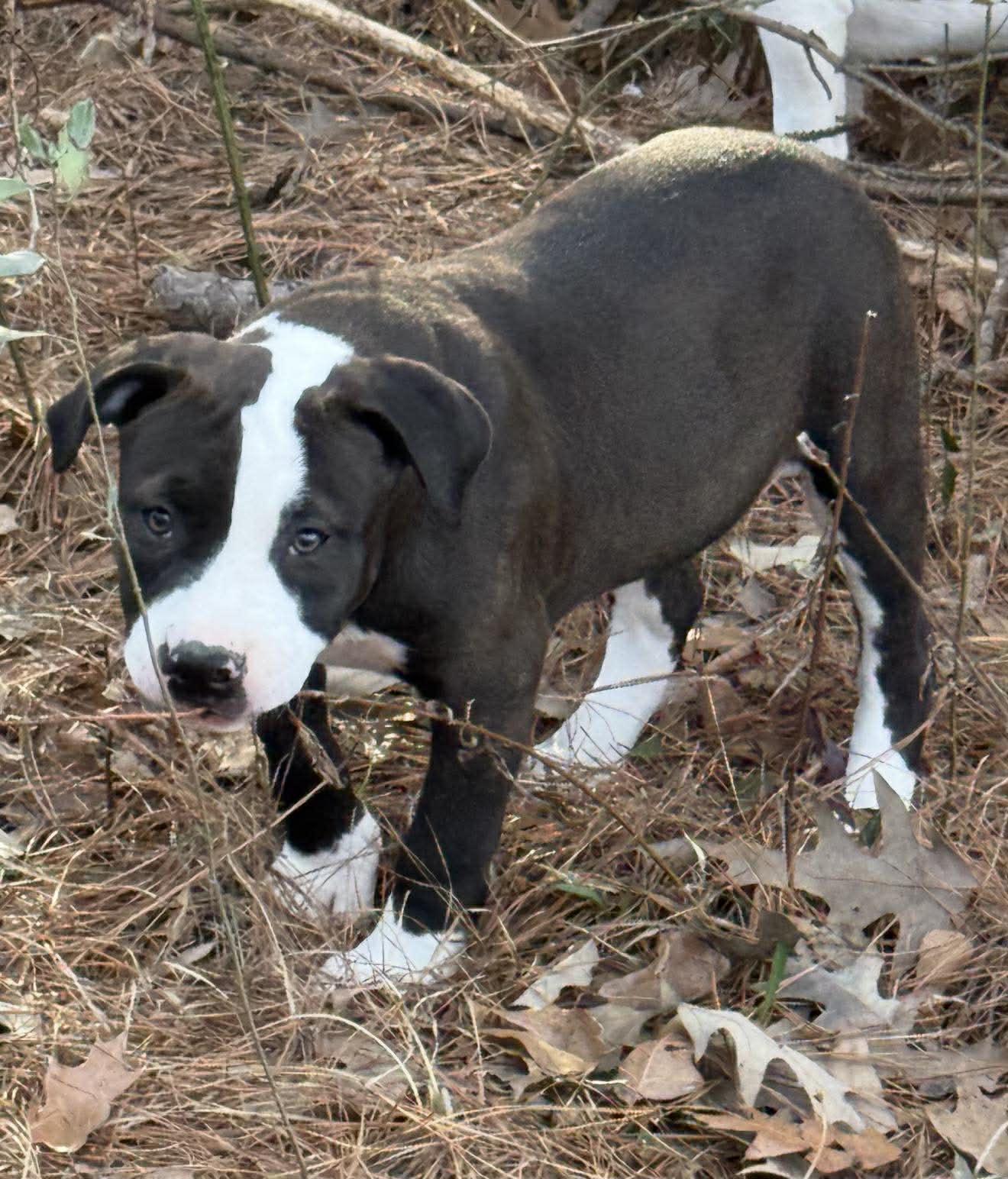 Enlarge Geneva, a ADOPTABLE Mixed Breed in Northwood, NH image 3/4