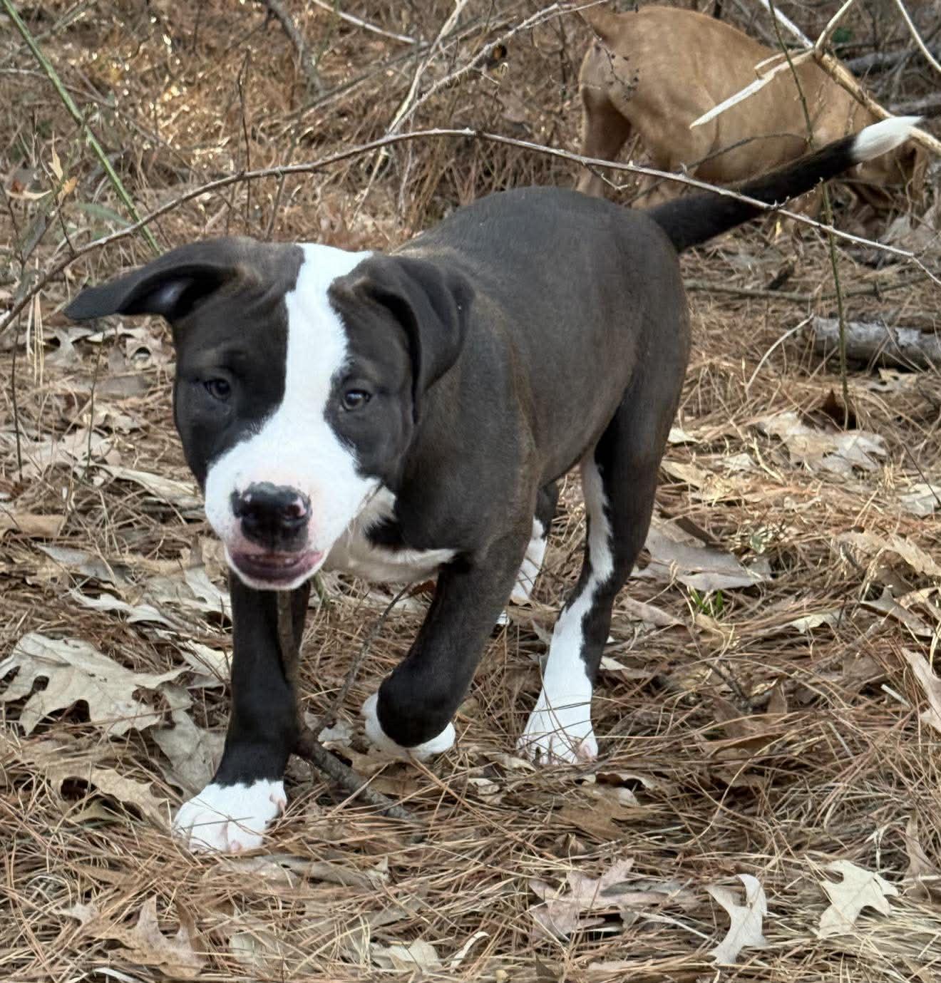 Enlarge Geneva, a ADOPTABLE Mixed Breed in Northwood, NH image 4/4