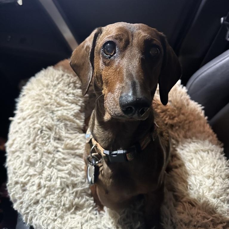 Enlarge Fergus, a Adopted Dachshund in Salt Lake City, UT image 4/6