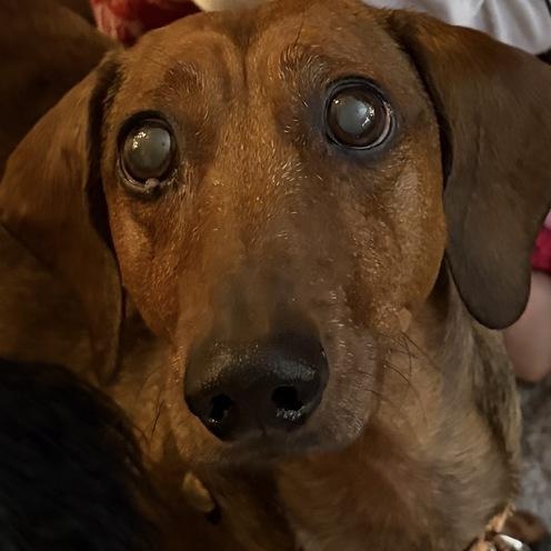Enlarge Fergus, a Adopted Dachshund in Salt Lake City, UT image 2/6