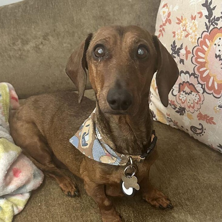 Enlarge Fergus, a Adopted Dachshund in Salt Lake City, UT image 3/6