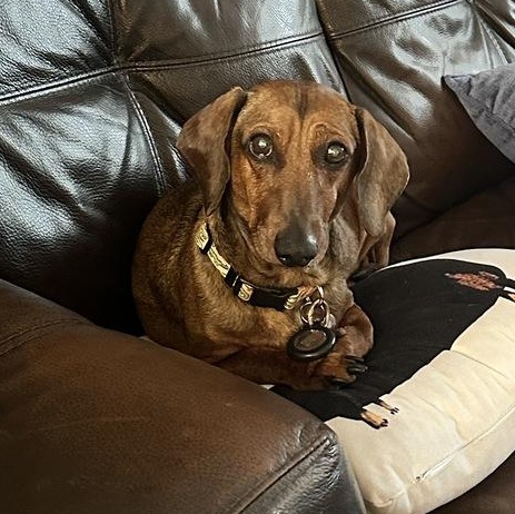 Enlarge Fergus, a Adopted Dachshund in Salt Lake City, UT image 5/6