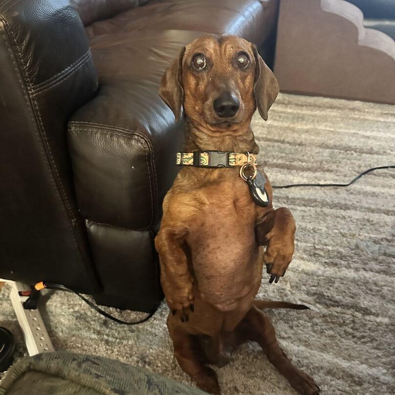 Enlarge Fergus, a Adopted Dachshund in Salt Lake City, UT image 6/6