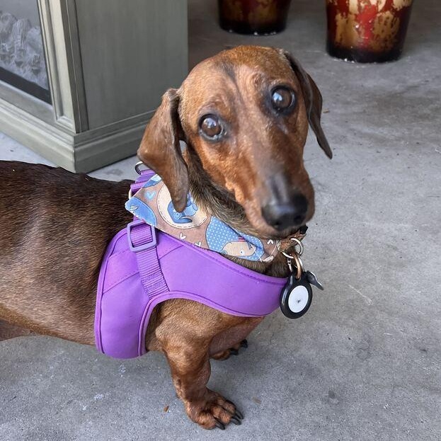 Fergus, Adopted, Senior Male Dachshund.