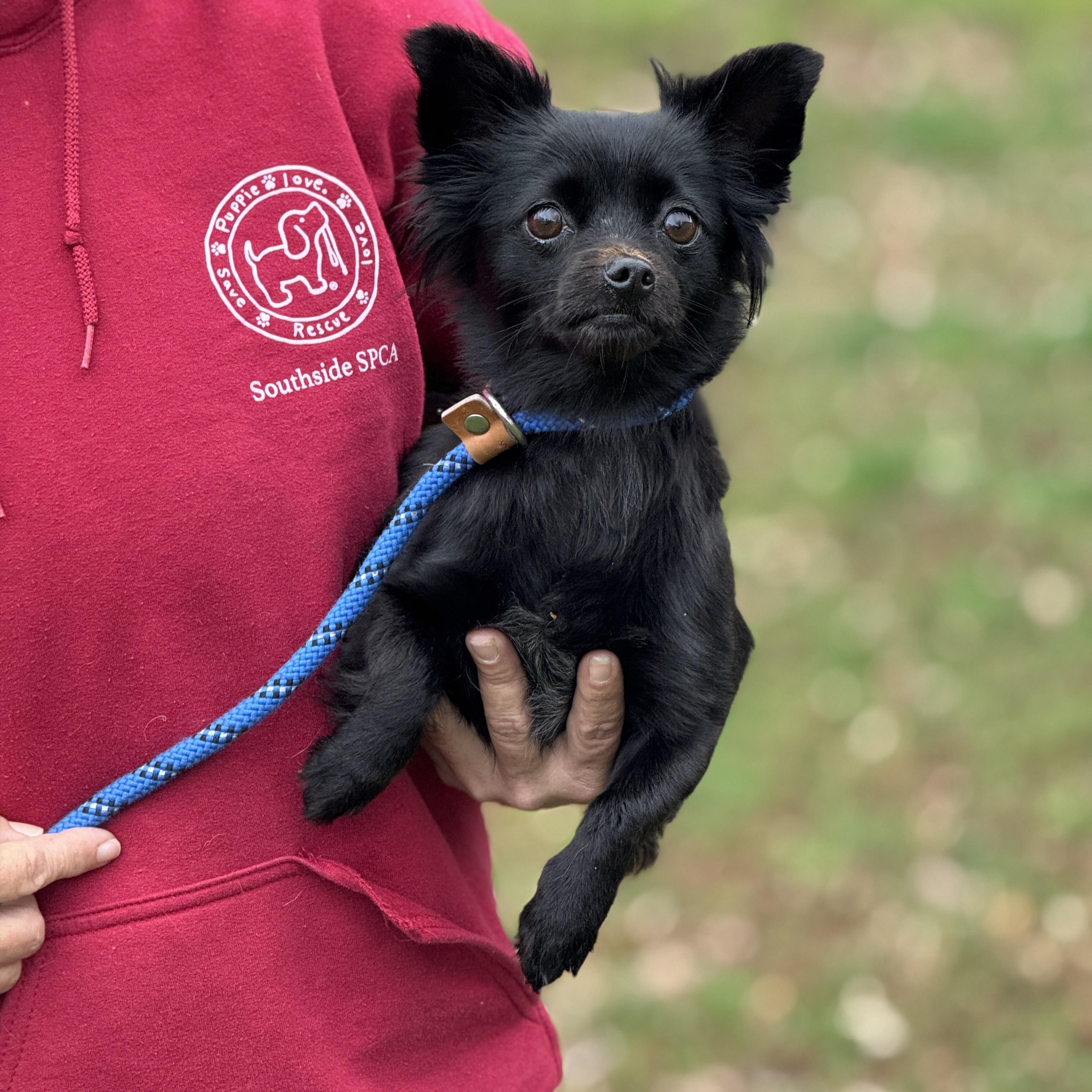 Enlarge Camilla, an adopted Chihuahua in Richmond, VA image 2/5