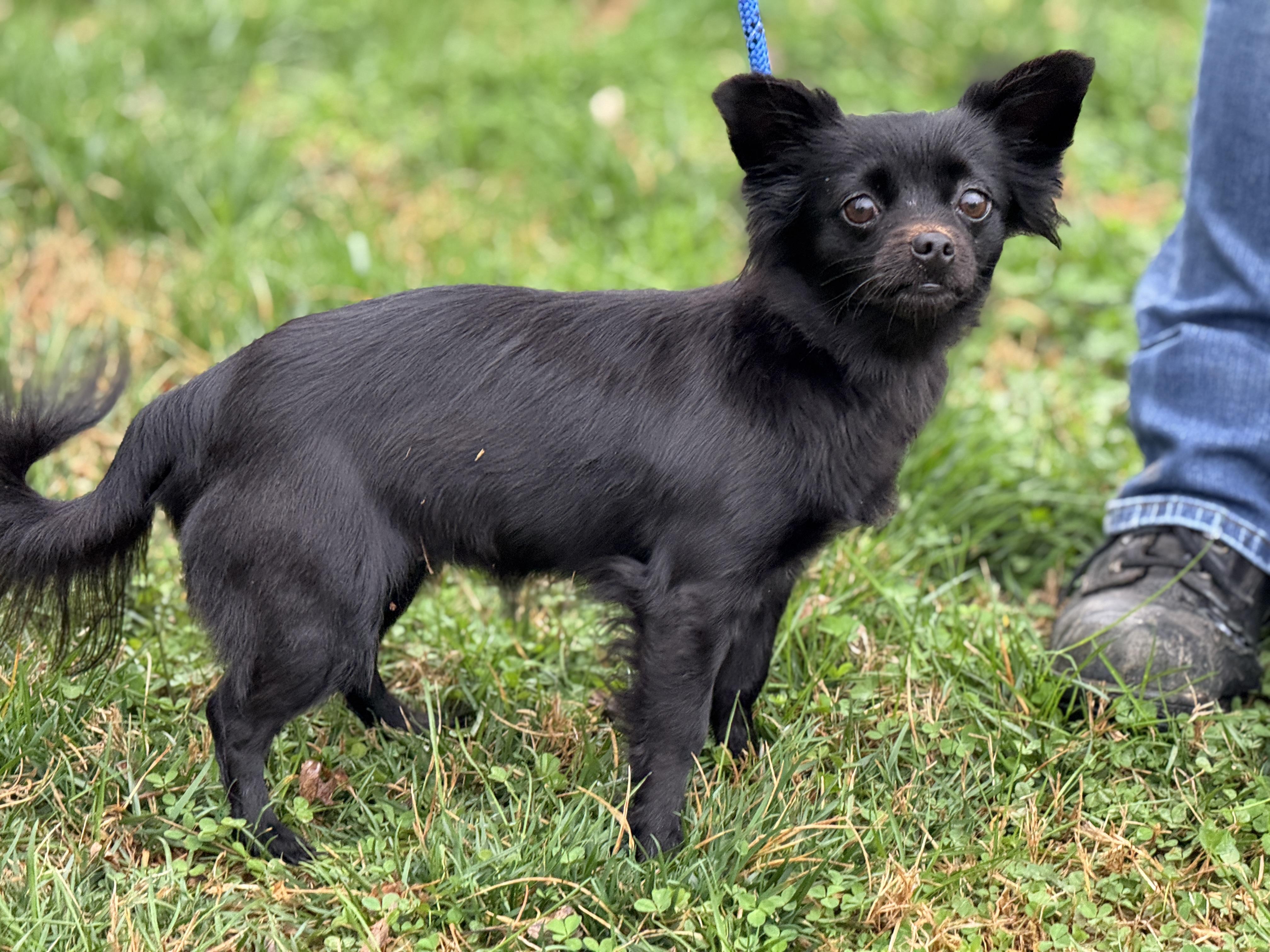 Enlarge Camilla, an adopted Chihuahua in Richmond, VA image 5/5