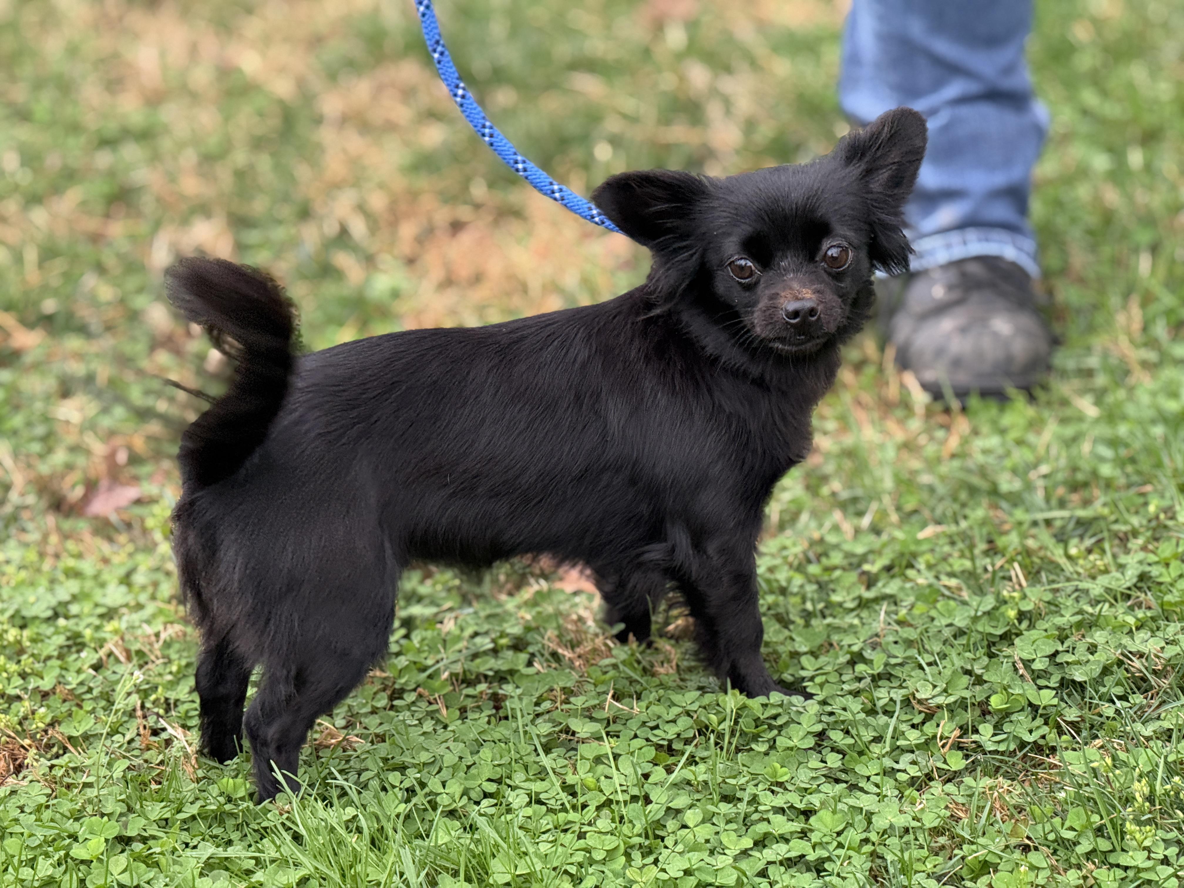 Enlarge Camilla, an adopted Chihuahua in Richmond, VA image 3/5