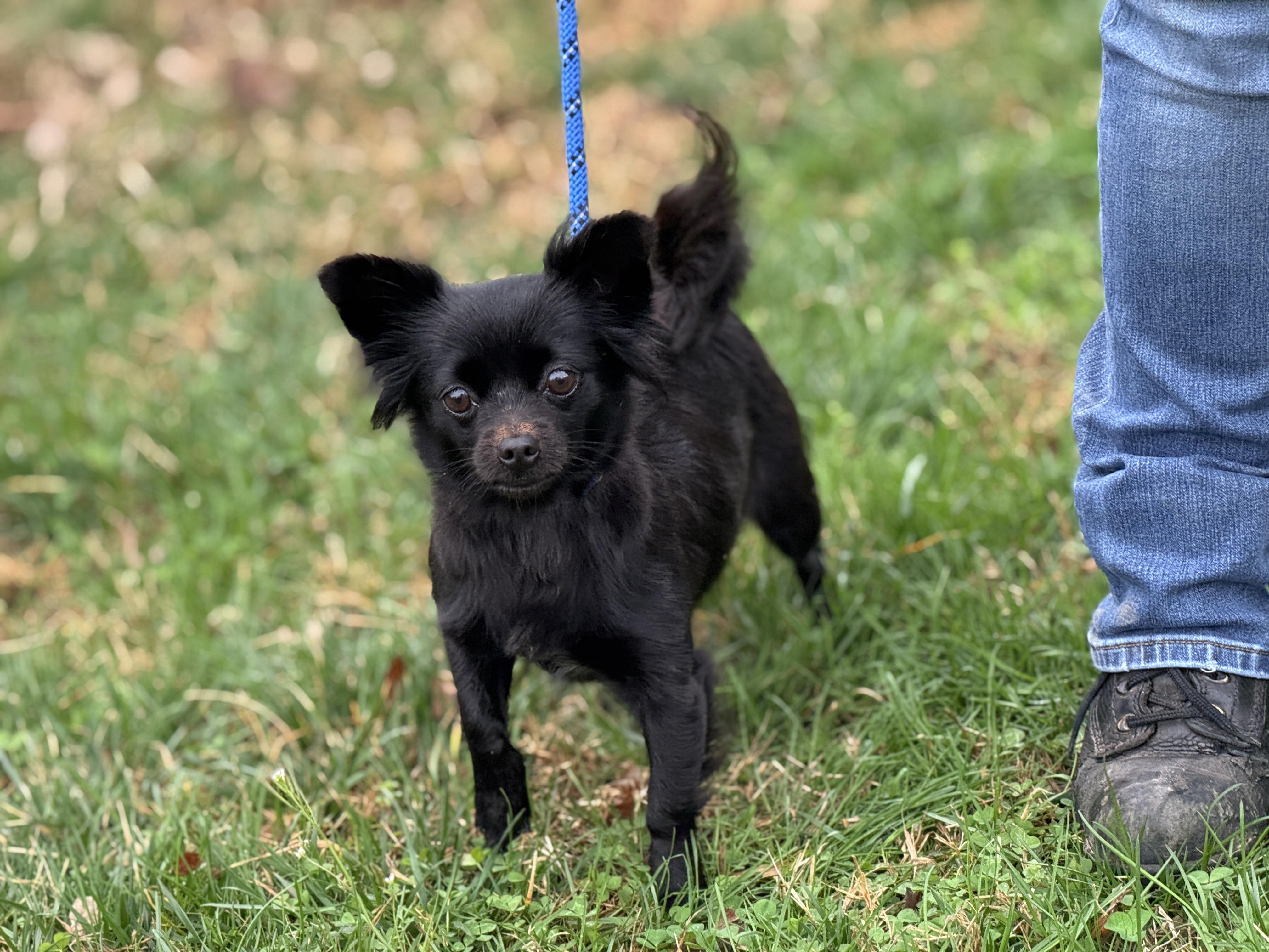 Enlarge Camilla, an adopted Chihuahua in Richmond, VA image 4/5