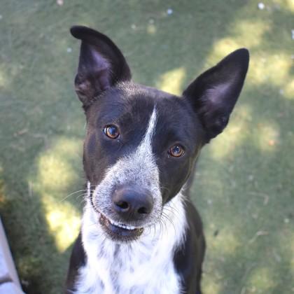 Lucky, an adoptable Australian Cattle Dog / Blue Heeler in Flagstaff, AZ, 86001 | Photo Image 1