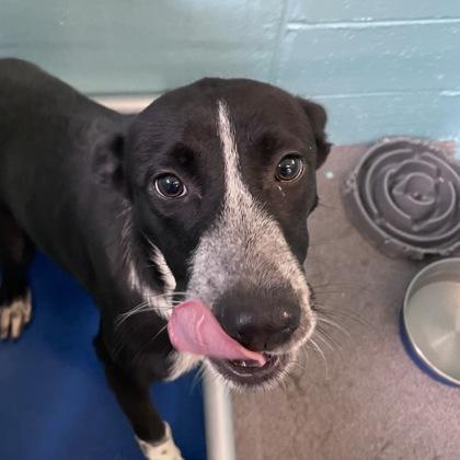 Lucky, an adoptable Australian Cattle Dog / Blue Heeler in Flagstaff, AZ, 86001 | Photo Image 3
