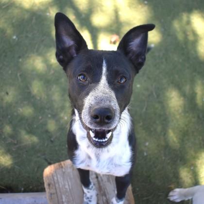 Lucky, an adoptable Australian Cattle Dog / Blue Heeler in Flagstaff, AZ, 86001 | Photo Image 2