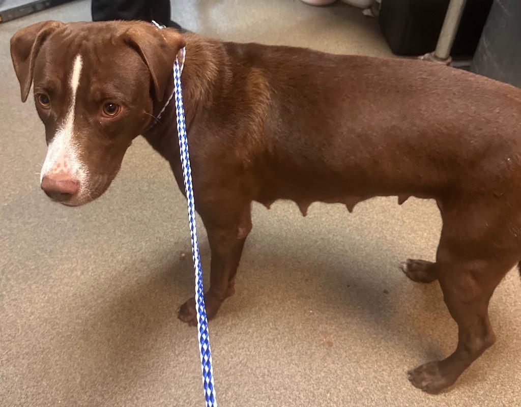 Enlarge Momma Bell, a Found mixed breed in Rome, GA image 1/3