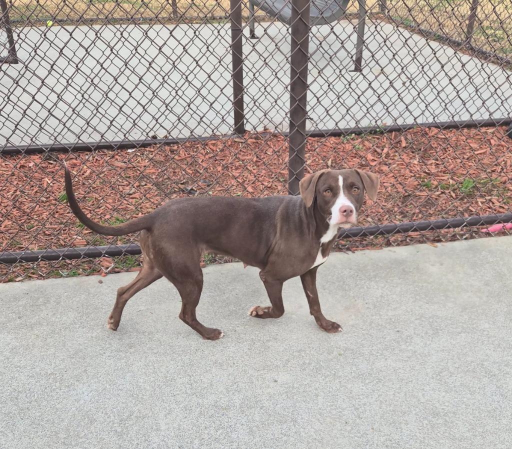 Enlarge Momma Bell, a Found mixed breed in Rome, GA image 2/3