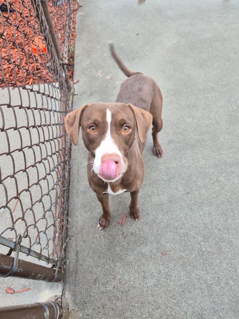 Enlarge Momma Bell, a Found mixed breed in Rome, GA image 3/3