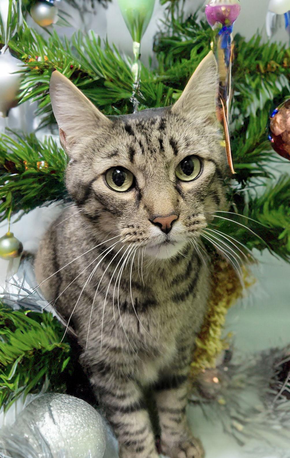 Finn, Adoptable, Senior Male Domestic Short Hair.