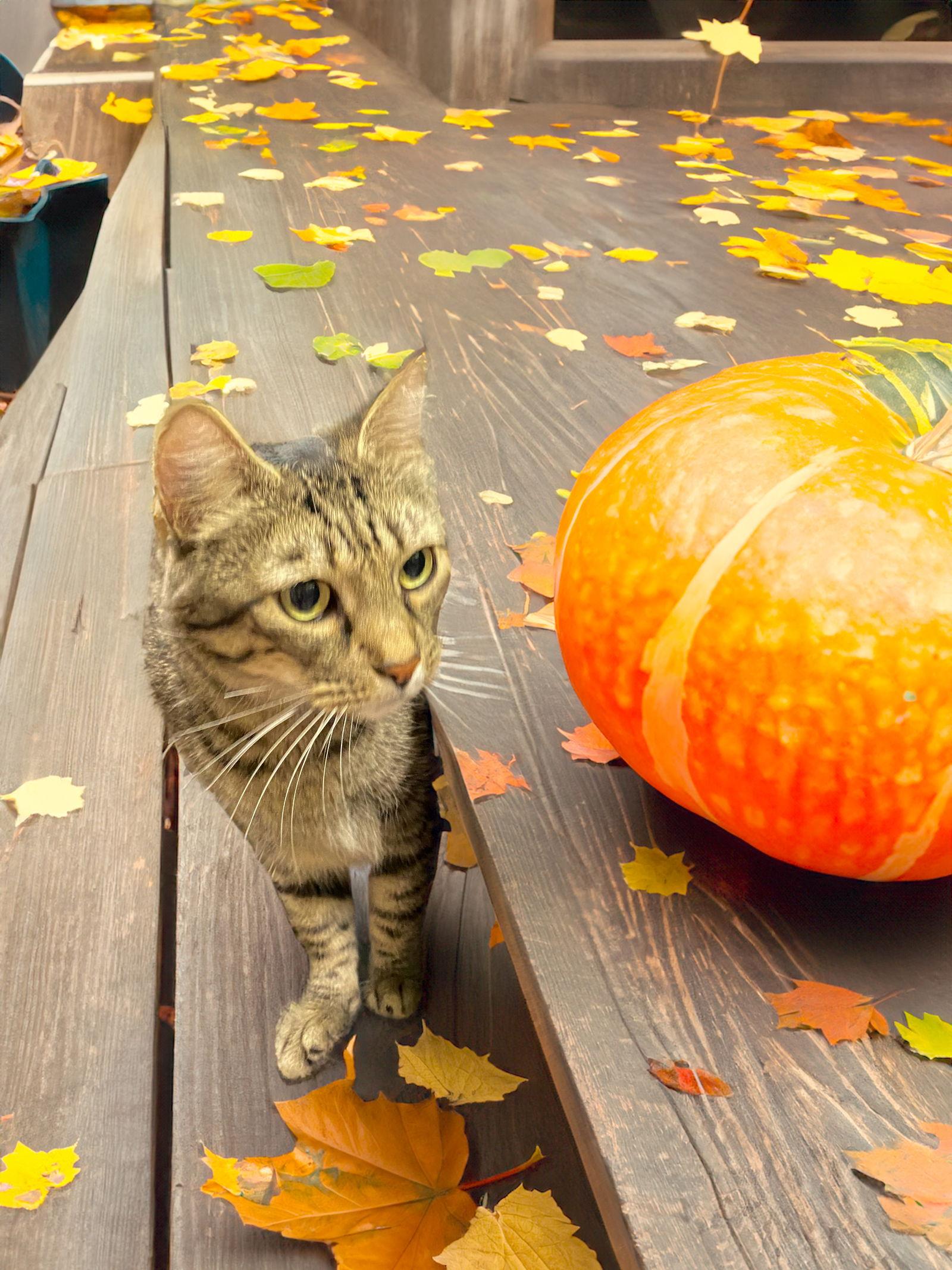 Finn, a Adoptable Domestic Short Hair in Chandler, AZ image 2/3