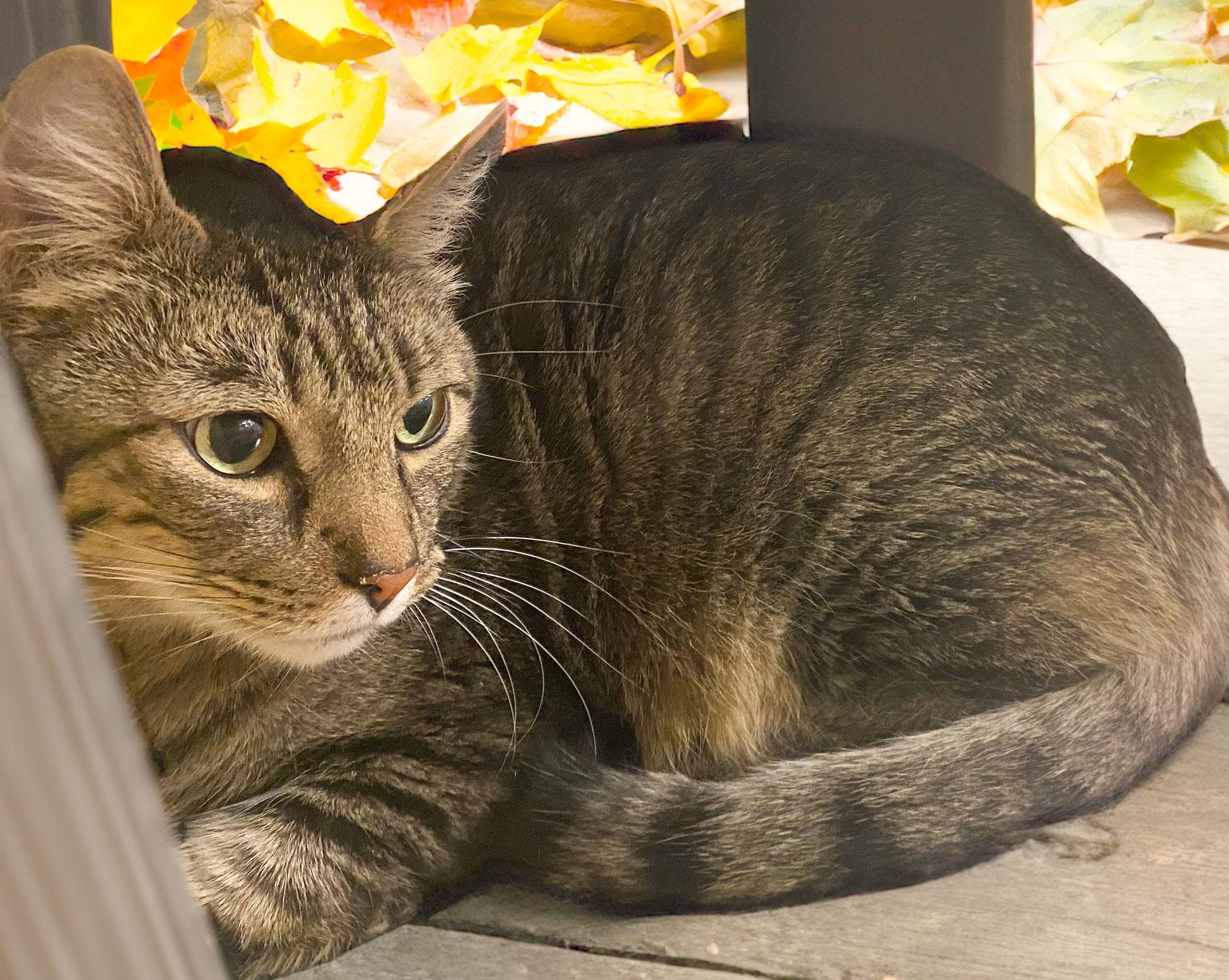 Finn, a Adoptable Domestic Short Hair in Chandler, AZ image 3/3