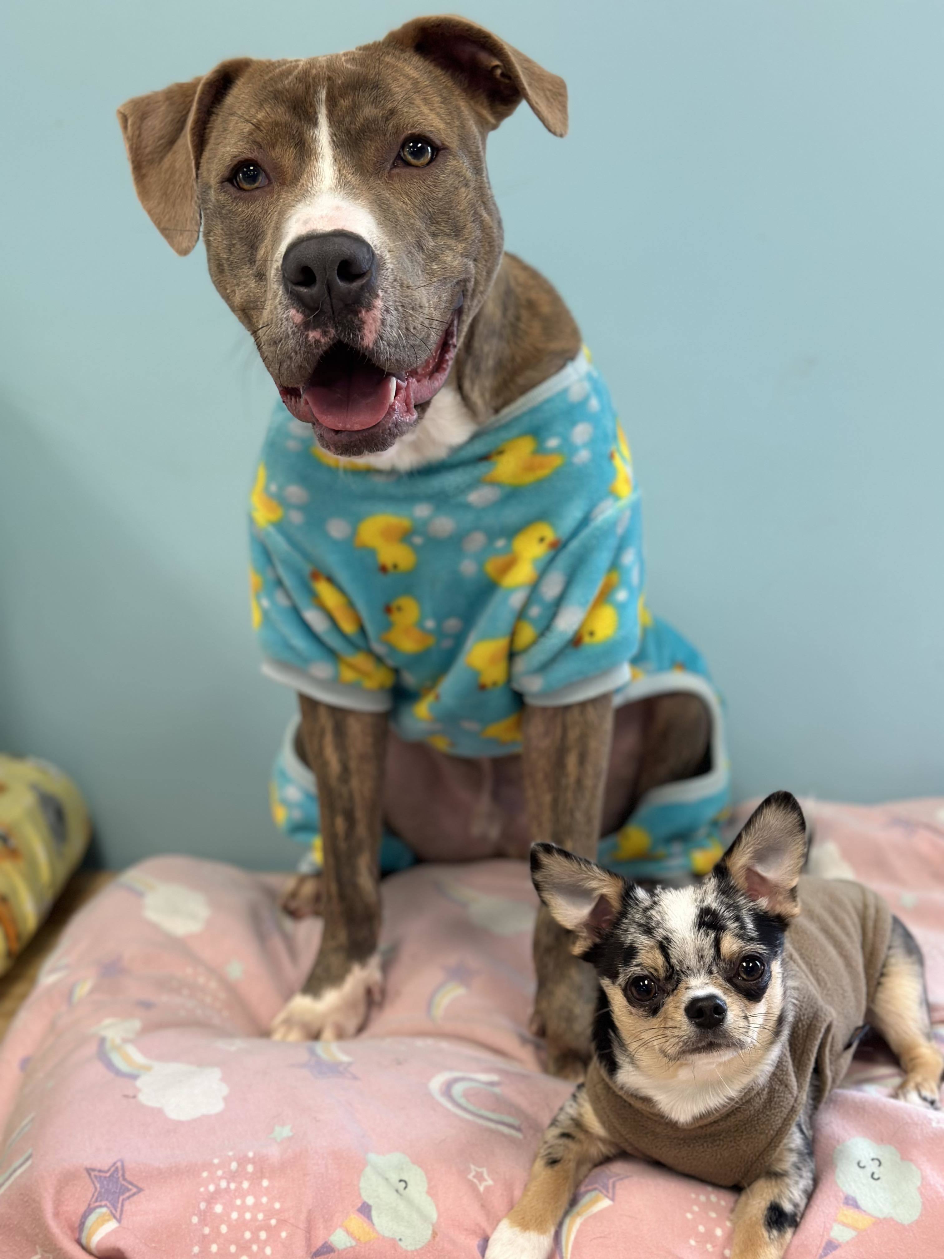 Gus, Adoptable, Young Male American Staffordshire Terrier.