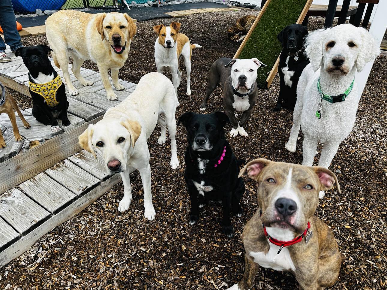 Enlarge Gus, a Adoptable American Staffordshire Terrier in Seneca Falls, NY image 2/11