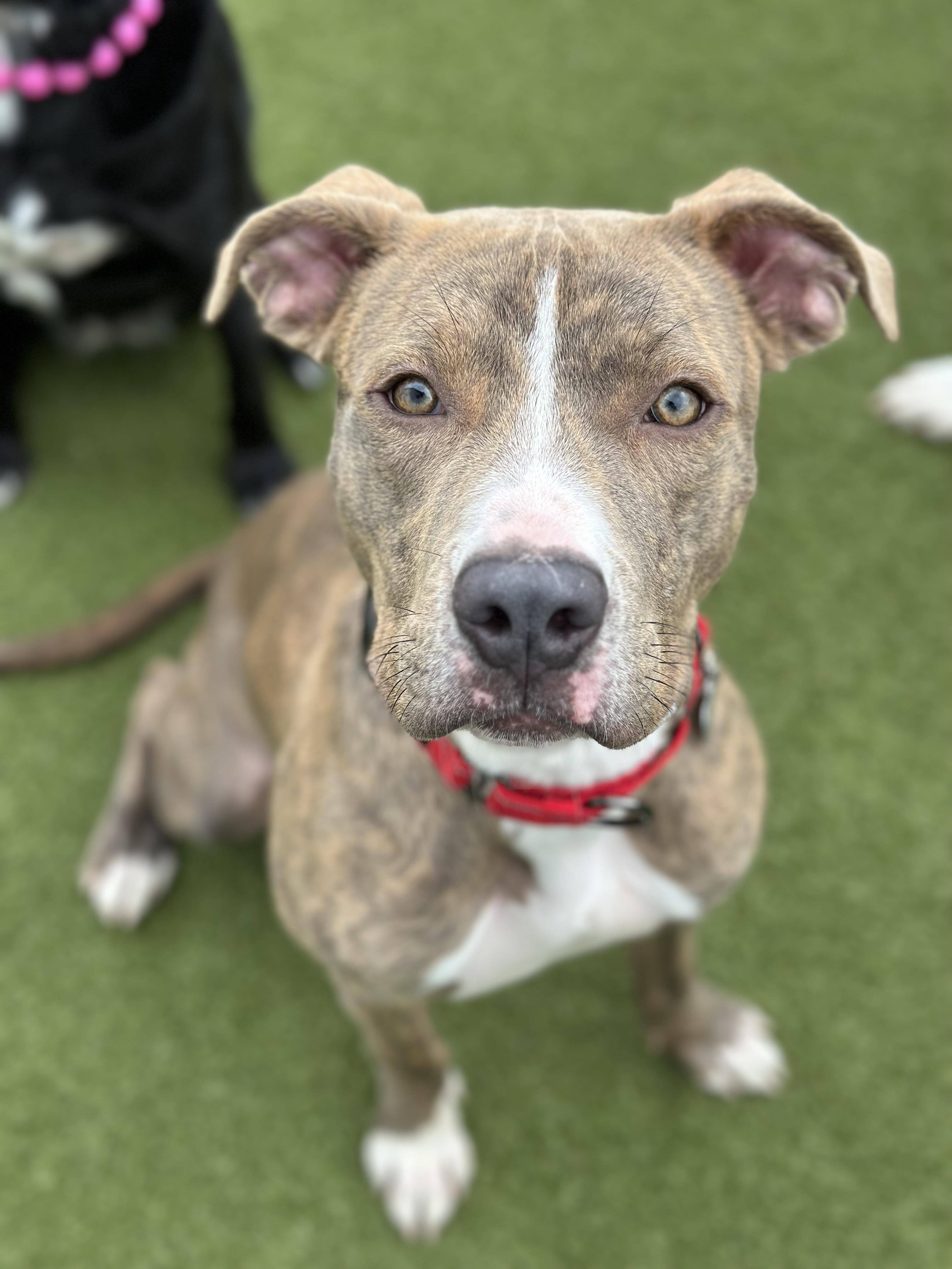 Enlarge Gus, a Adoptable American Staffordshire Terrier in Seneca Falls, NY image 3/11