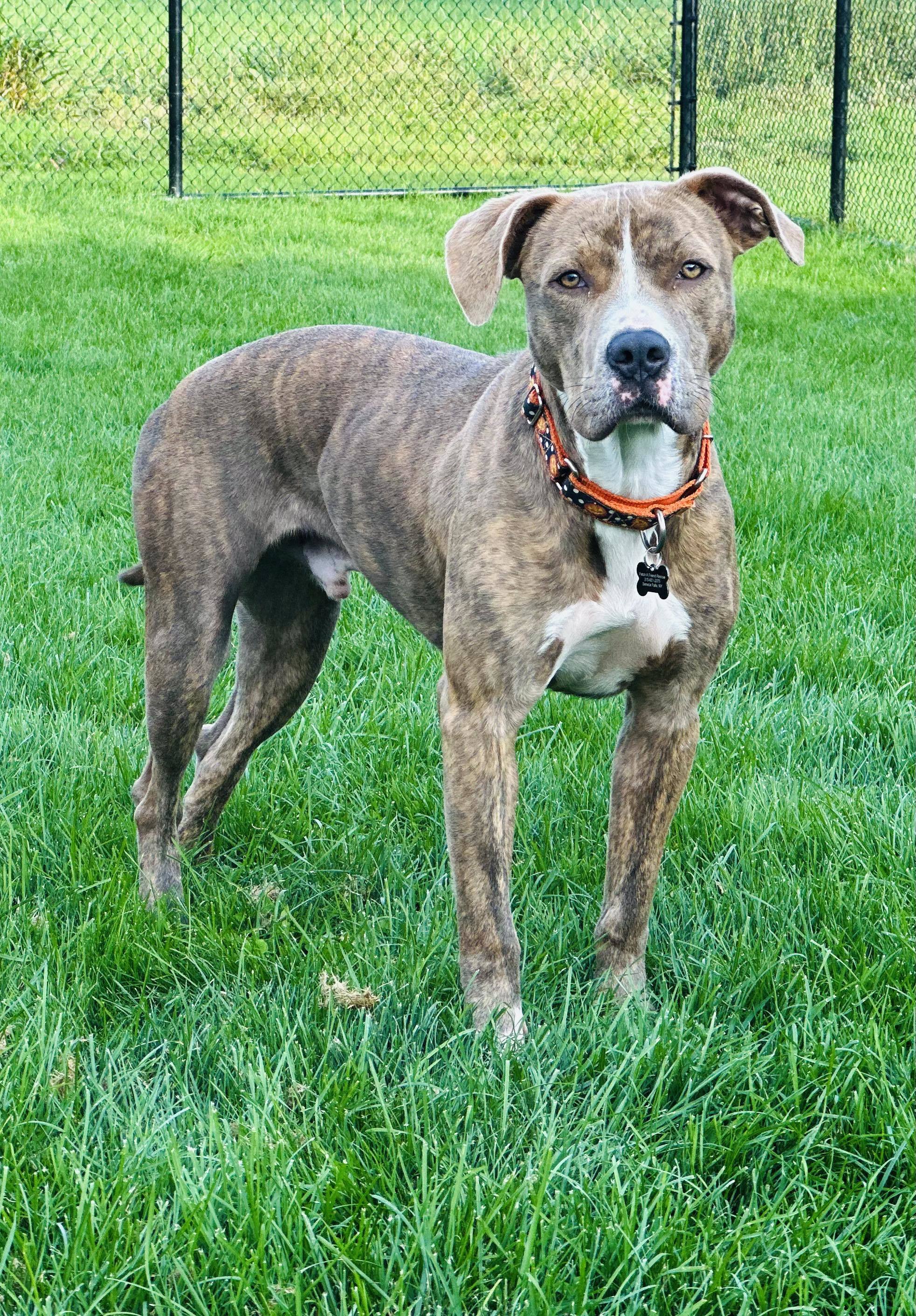 Enlarge Gus, a Adoptable American Staffordshire Terrier in Seneca Falls, NY image 4/11